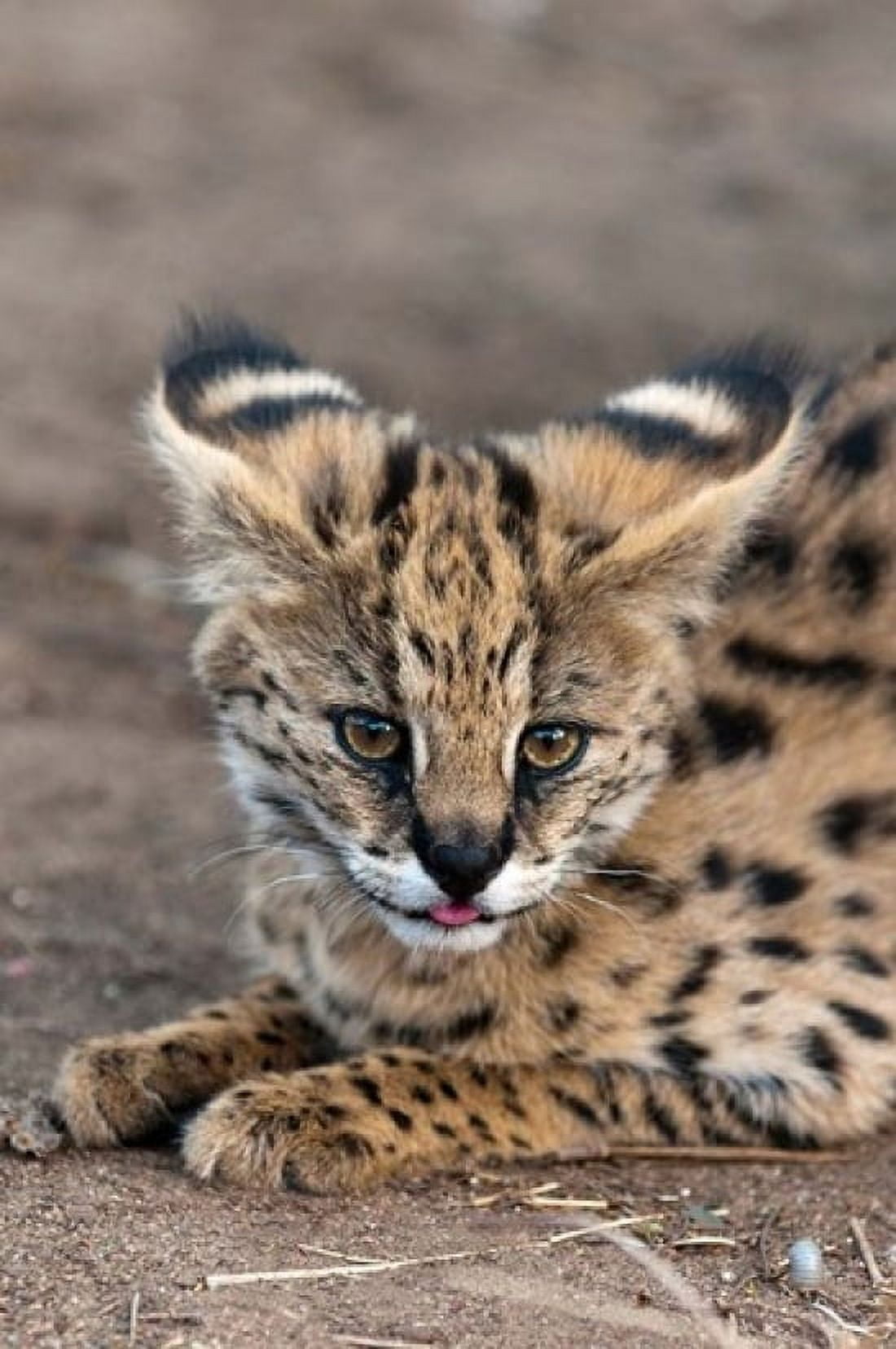 Serval Cat Kapama Game Reserve South Africa Canvas Art - Sergio Pitamitz DanitaDelimont (11 x 17)