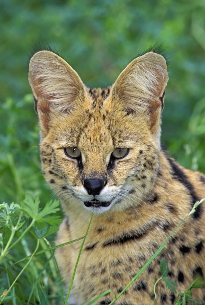 Serval Huge Ears Act As Dish Antennae To Locate Prey Africa Felis Leptailurus Serval Canvas Art - Thomas Kitchin & Victoria Hurst Design Pics (22 x 34)