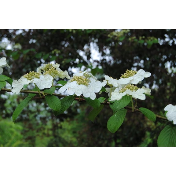 Serviceberry Seedlings for Planting - (Amelanchier arborea) Juneberry Bushes (1 Seedling)