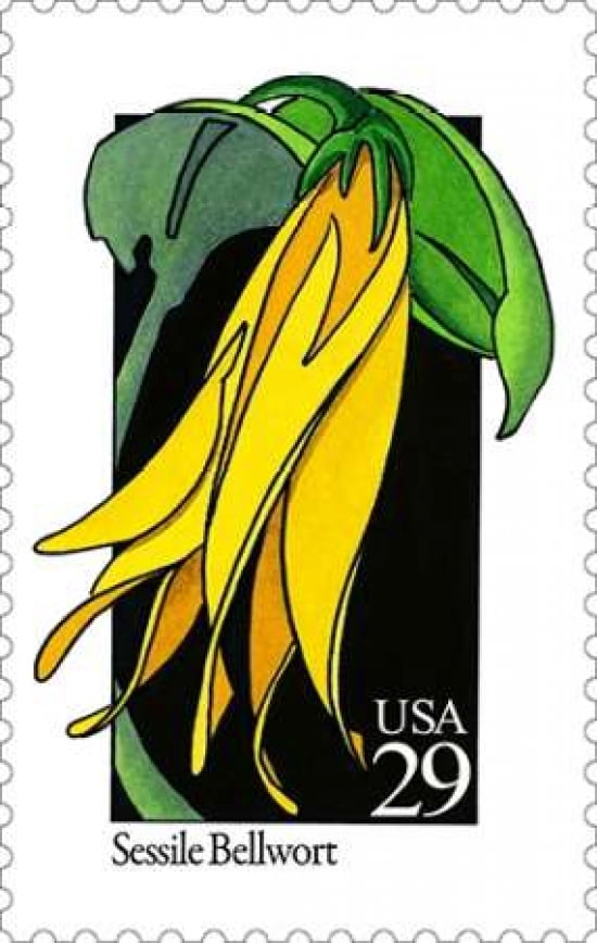 Sessile Bellwort Canvas Art - US POSTAL SERVICE (24 x 36)