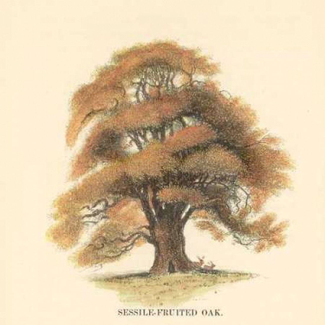 Sessile-Fruited Oak Canvas Art - Samuel Williams (24 x 24)