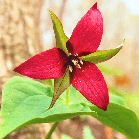 Set 10 Bulbs of Dormant Red Trillium, Wood Lily Bulbs for Planting, Ornamental Plants, Bareroots