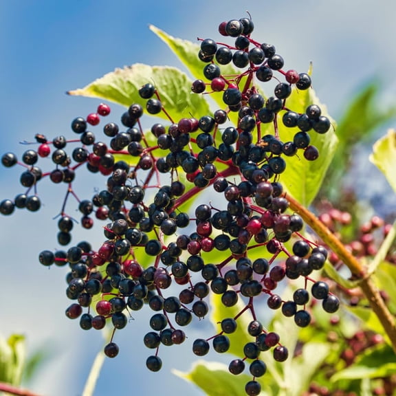 Set 10 Elderberry Cuttings for Planting, Elderberry Plant, 6 - 8 Inches Long, Black Elderberries for Edible Garden and Backyard