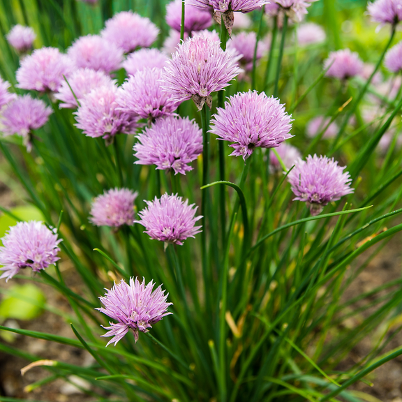 Set 10 Garlic Chives Live Plant Bare Roots Hardy Perennial Herb for Growing Indoor Outdoor