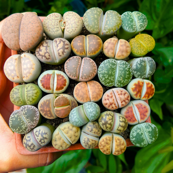 Set 10 Lithops Live Plants, Mixed Lithops Succulents Plants, Colorful Living Stones Succulent for Planting