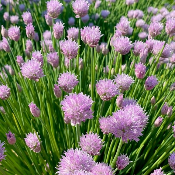 Set 10 Mature Chive Plants Live, Hardy Garlic Chives Live for Indoor Outdoor Garden, 3-5 Inch