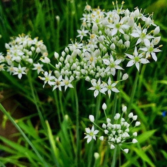 Set 10 Matured Garlic Chives Plants Allium Tuberosum Live Bare Roots, Hardy Perennial Herb