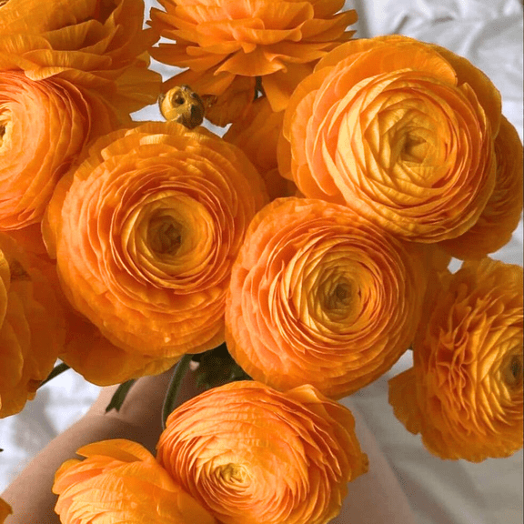 Set 10 Orange Ranunculus Bulbs, Ranunculus Bulbs, Ready to Grow, Planting Growing Outdoor