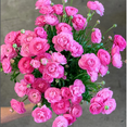 thumbnail image 1 of Set 10 Pink Ranunculus Bulbs, Ranunculus Bulbs, Ideal for Growing Outdoor, 1 of 5
