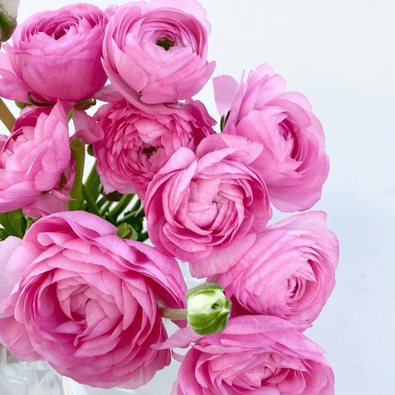 Pink Ranunculus Landscape Set 10 Pink Ranunculus Bulbs, Ranunculus Bulbs, Ideal for Outdoor ...