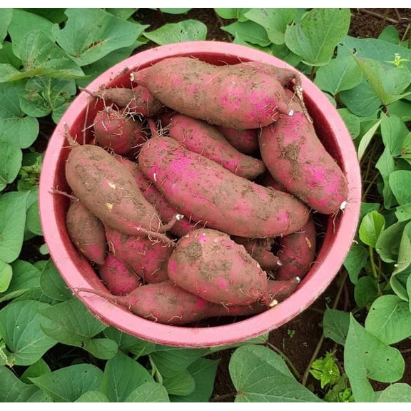 Set 10 Red Japanese Potato Slip Cuttings - 3-6" Long - Ipomoea batatas - Edible Vine for Gardens, Containers & Ground Cover
