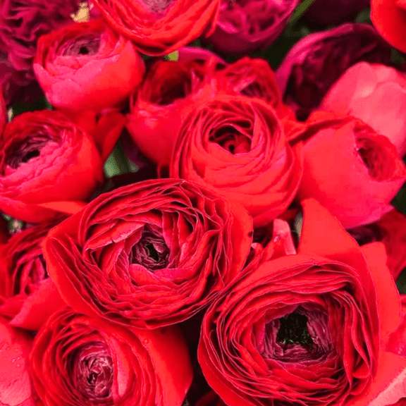 Set 10 Red Ranunculus Bulbs, Ranunculus Bulbs for Spring Planting, Outdoor Garden, Ready to Grow