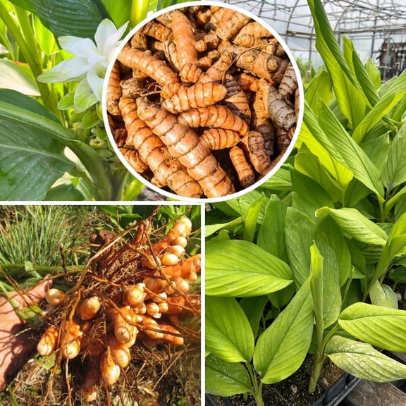 Set 10 Turmeric Root for Planting, Turmeric for Indoor and Outdoor Growing