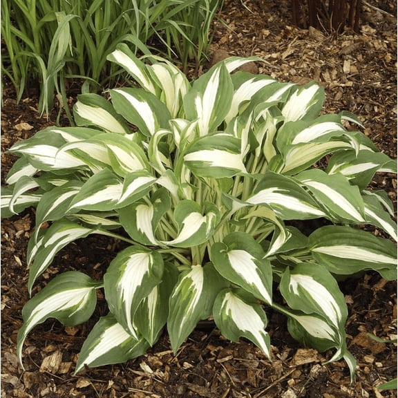 Set 10 White Christmas Hosta Plants Live 4-6 Inches Tall, Variegated Shade Garden Perennials for Outdoor Planting