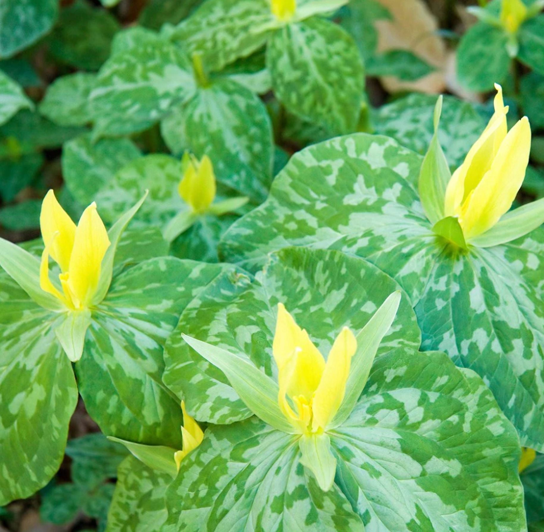 Set 10 Yellow Trillium Bulbs Trillium Luteum Bare Roots Yellow Blooms ...