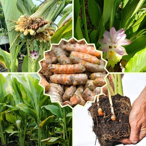 Set 15 Turmeric Root Rhizomes, Live Turmeric for Containers