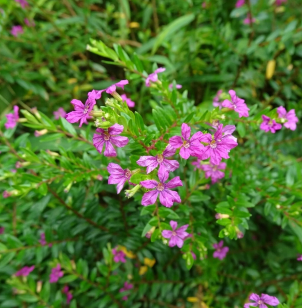 Set 2 Allyson Purple Cuphea Live Plants, Purple Flower Plants 4 to 6 Inc Tall for Indoor Outdoor
