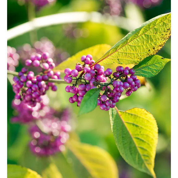Set 2 American Beautyberry Plants Live for Planting, Callicarpa Americana Plants for Home Garden 6 to 12 Inch Tall in 4 Inch Pot - Dormant in Winter