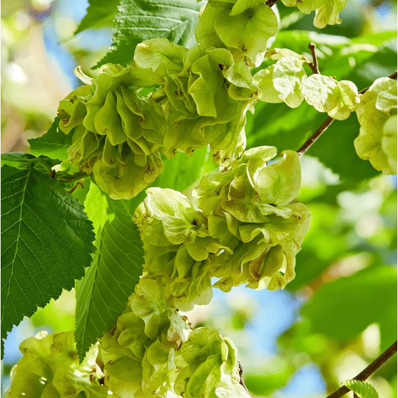 Set 2 American Elm Native Seedling Bare Roots for Planting, Live American Elm Plant Dormant in Winter 6-12" Tall