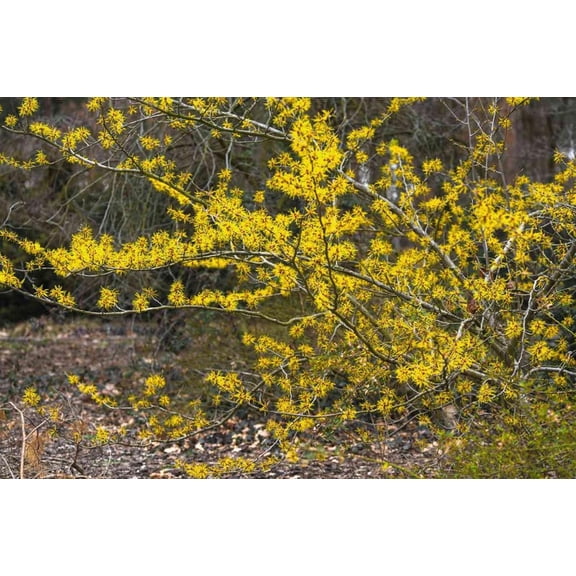 Set of 2 American Witch Hazel Live Plants, Hamamelis virginiana, Witch Hazel Shrubs in Quart Pots, 612 Inches Tall, Native Flowering Ornamental Plants for Garden & Landscaping