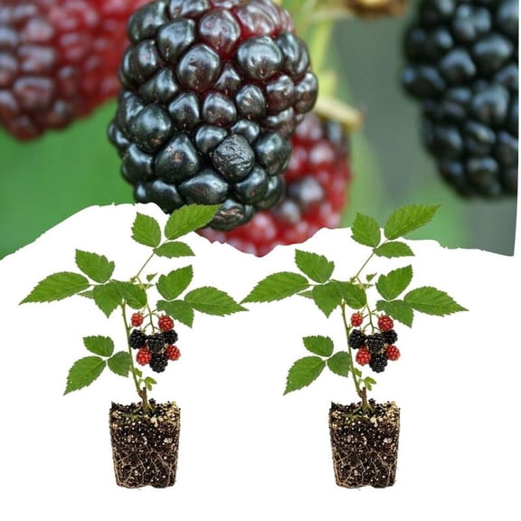 Set 2 Arapaho Crown Thornless BlackBerry Plant Live