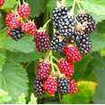 thumbnail image 1 of Set 2 Arapaho Thornless BlackBerry Plants Live for Planting, Blackberries Plants Fruit Bushes Outdoor Garden 4 to 6 Inch Tall, 1 of 6