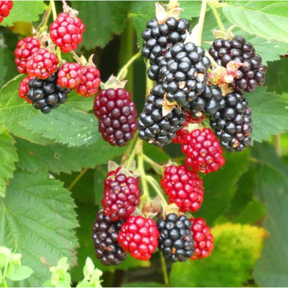 Set 2 Arapaho Thornless BlackBerry Plants Live for Planting, Blackberries Plants Fruit Bushes Outdoor Garden 4 to 6 Inch Tall
