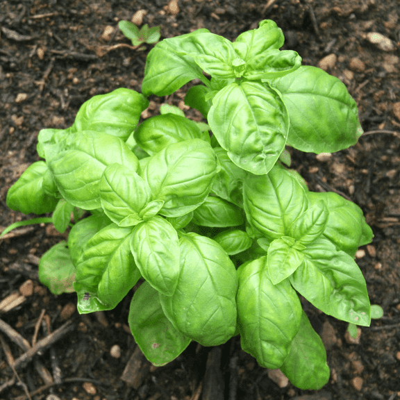 Set 2 Basil Leaf Live Plant in Pot, Fragrant Herb Ready for Planting, Heirloom Sweet Herbs