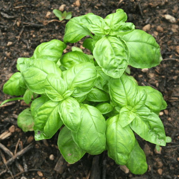 Set 2 Basil Leaf Live Plant in Pot, Fragrant Herb Ready for Planting, Heirloom Sweet Herbs
