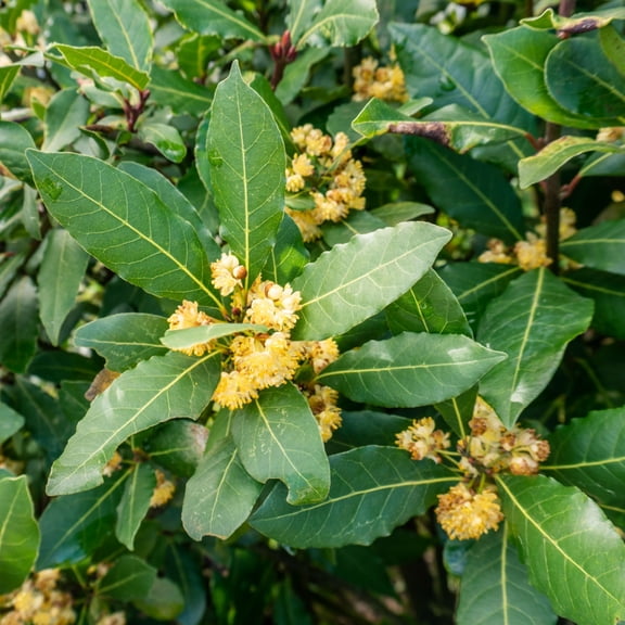 Set 2 Bay Laurel Plants Live for Planting, Sweet Bay Laurel Trees, Laurus Nobilis Plant, Bay Leaf Tree Plant, 4-8 Inch Tall, No Pot
