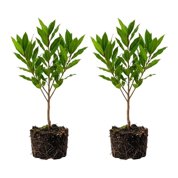 Set 2 Bay Leaf Plants Live, Bay Leaf Tree Live Plant, 4 - 6 Inc Tall, Laurus Nobilis Live Plants for Patio and Outdoor Planting