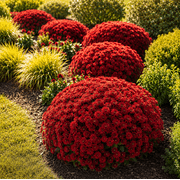 Set 2 Belgian Mum Jasoda Red Plugs, 2-4 Inch Tall, Chrysanthemum Flowers, Red Mum Plant