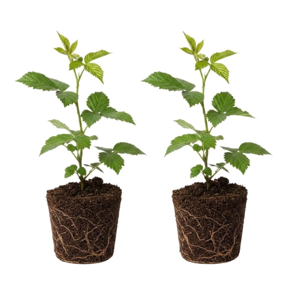 Set 2 Black Berry Plants Live for Planting, Blackberries Bush Live Plant, 4-6 Inches Tall, Sweet Fruit Seedling for Trellis and Outdoor Garden (Ouachita Black Berry)
