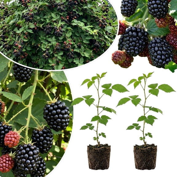 Set 2 Black Berry Plants Live, Sweet Blackberries Bush Live, 4-6'' Tall, Edible Fruit Seedling for Outdoor Garden (Big Black Berry)