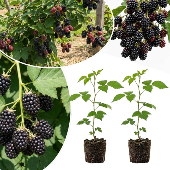 Set 2 Black Berry Plants Live, Sweet Blackberries Bush Live, 4-6'' Tall, Edible Fruit Seedling for Outdoor Garden (Sweet Black Berry)