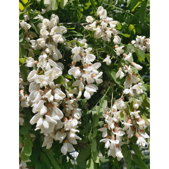 Set 2 Black Locust Tree Live Plant Bare Roots Dormant, Robinia Psuedoacacia Seedlings 6-12 Inch Tall for Growing, Winter Hardy