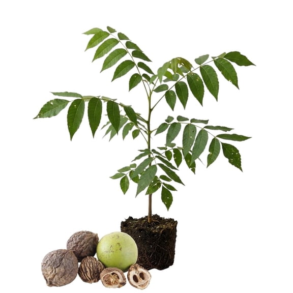 Set 2 Black Walnut Tree Bare Root 12-16'' Tall, Nut Tree Seedling for Yard and Garden Planting