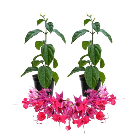 Set 2 Bleeding Heart Live Plants, Perennial Flowering Vine Plants, Fully Rooted 4-6 Inches, Containers and Garden Planting (Red Bleeding Heart Vine)