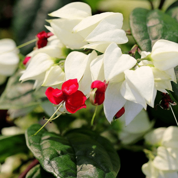 Set 2 Bleeding Heart White Live Plants, Clerodendrum Bleeding Heart Vine Plants 4 to 6 Inc Tall for Home Garden