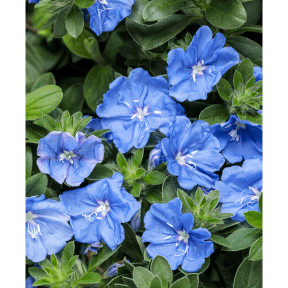 Set 2 Blue Daze Live Starter Plant, 2-4 Inch Tall, Evolvulus Glomeratus Dwarf Blue Groundcover for Pots and Hanging Baskets