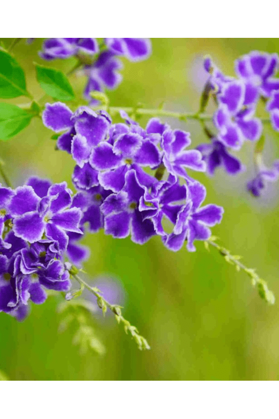 Set 2 Blue Duranta Live Plants, Purple Flower Plants Tropical Shrub Plants 4 to 6 Inc Tall for Home Garden