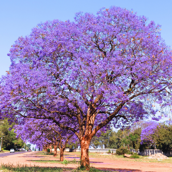 Set 2 Blue Jacaranda Tree Live in 3 Inch Pot, 8-10 Inches Tall, Purple Blue Flowering Tree for Outdoor Planting
