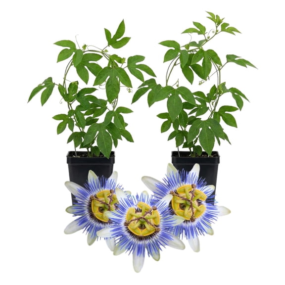 Set 2 Blue Passion Flower Vine Plants - Live Passion Flowers Plants for Outdoor Garden, 4 to 8 Inch Tall Size, Fragrant Flowers, No Pot
