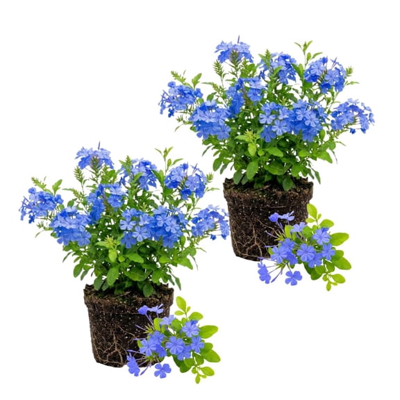 Set 2 Blue Plumbago Live Plants, Plumbago Plants, 4 - 6 Inc Tall, Soft Blue Blooms, Drought Tolerant Perennial Flowers for Patio, Indoor and Outdoor Garden