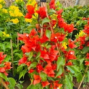Set of 2 Bougainvillea Plants, Tropical Flowering Bougainvillea, Colorful Perennial Blooms, 5-8 Inches Tall for Indoor or Outdoor Planting Red Orange Bougainvillea