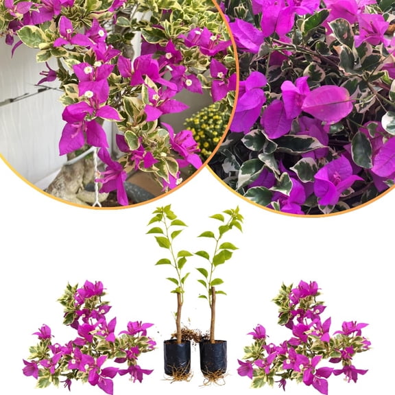 Set of 2 Bougainvillea Plants, Tropical Flowering Bougainvillea, Colorful Perennial Blooms, 5-8 Inches Tall for Indoor or Outdoor Planting (Variegated Purple Bougainvillea)