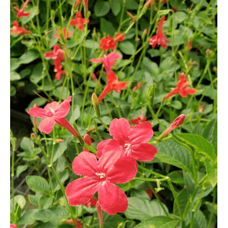 Set 2 Brazilian Red Ruellia Live Plants, Red Mexican Petunia Plants, Compact Flowering Perennial 4 to 6 Inc Tall