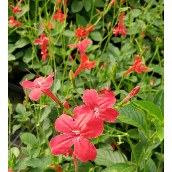 Set 2 Brazilian Red Ruellia Live Plants, Red Mexican Petunia Plants, Compact Flowering Perennial 4 to 6 Inc Tall