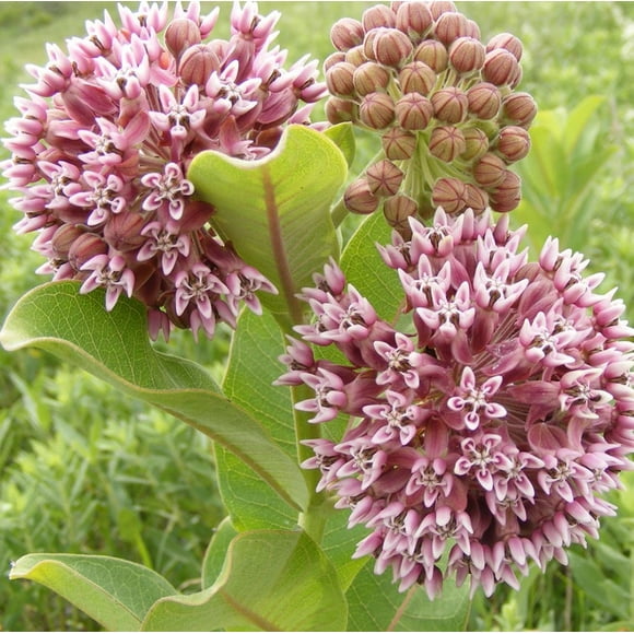 Set 2 Broadleaf Milkweed Plants 4-7" Tall for Planting, Asclepias Syriaca, Milkweed to Plant in Garden, Flowering Plants
