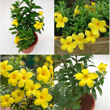 Set 2 Brown Bud Allamanda Live Plants, Bright Yellow Bell Shaped Flower Plants 4 to 6 Inc Tall for Your Garden